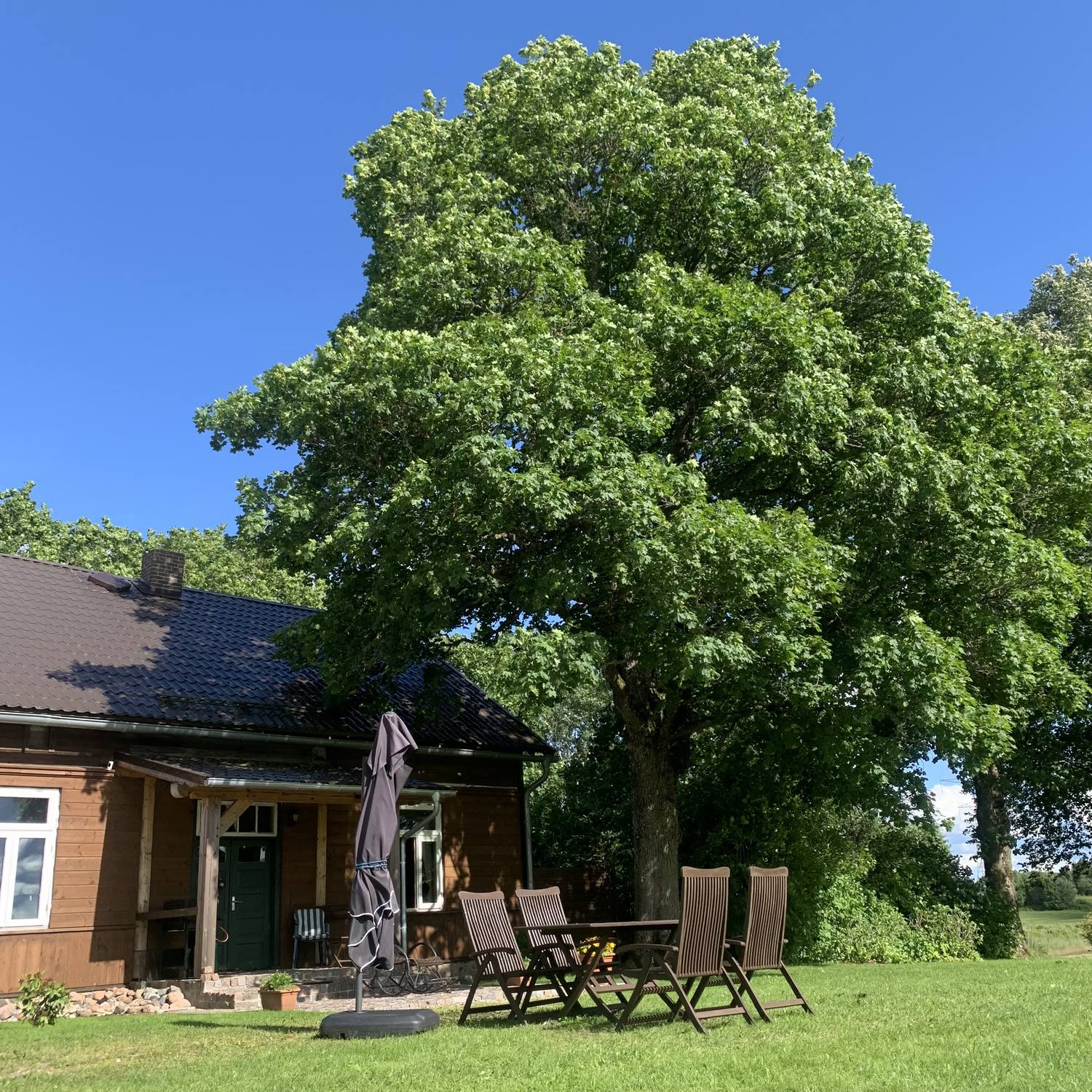 Blick über den Rasen auf das Haus, davor eine große Eiche mit weit ausgreifender Krone, Gartenmöbel und ein geschlossener Sonnenschirm.