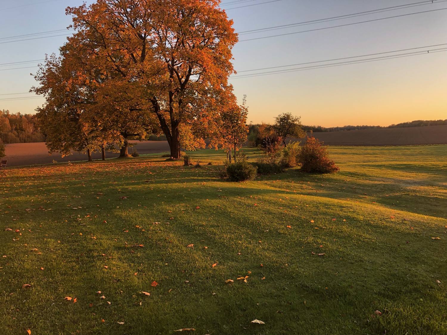 Großer Baum mit oranger Herbstfärbung im warmen Abendlicht, davor die Wiese mit langen Schatten.