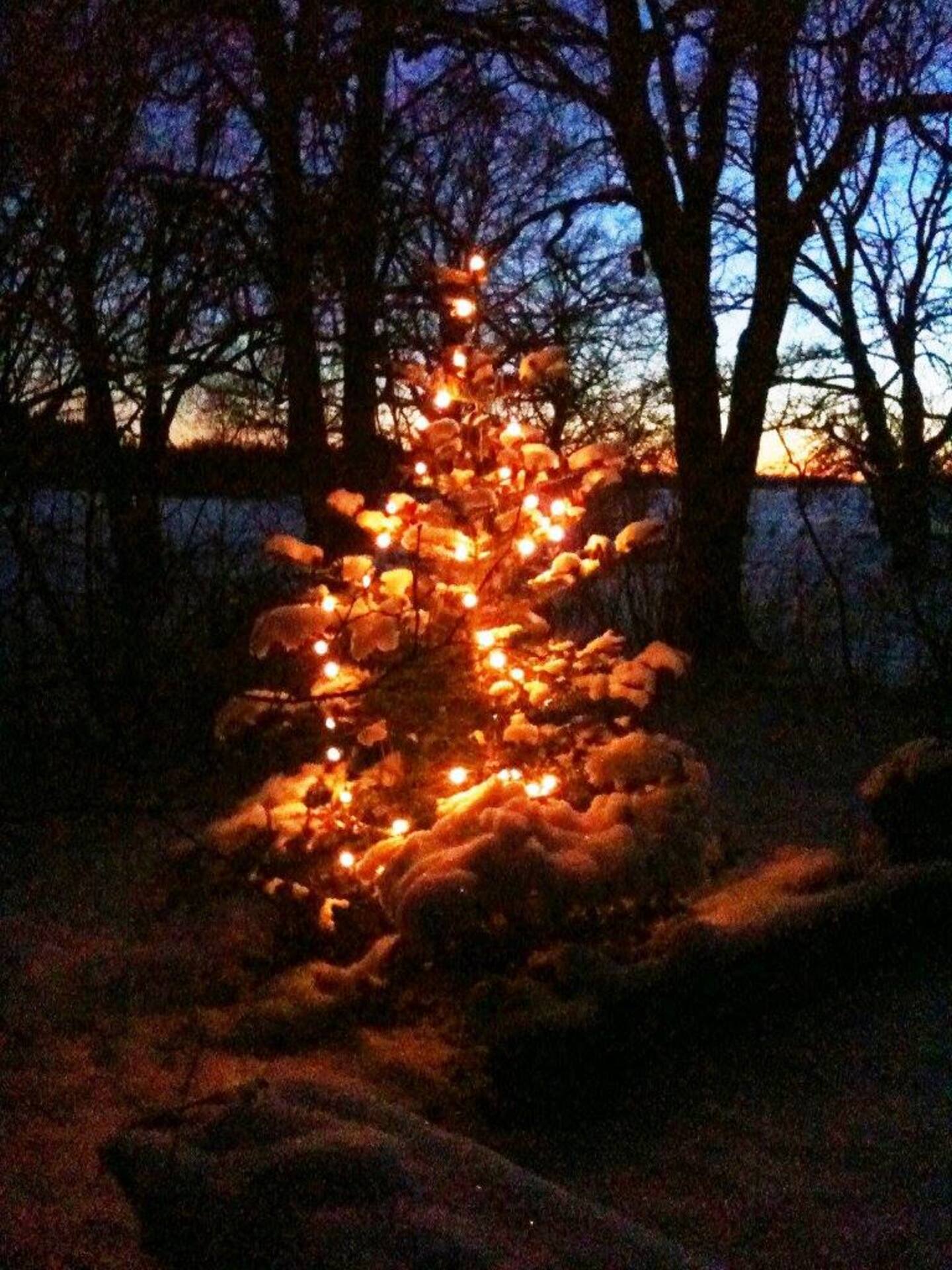 Kleiner Baum mit warmen Lichterketten in der Dunkelheit, dahinter die Silhouetten kahler Bäume.