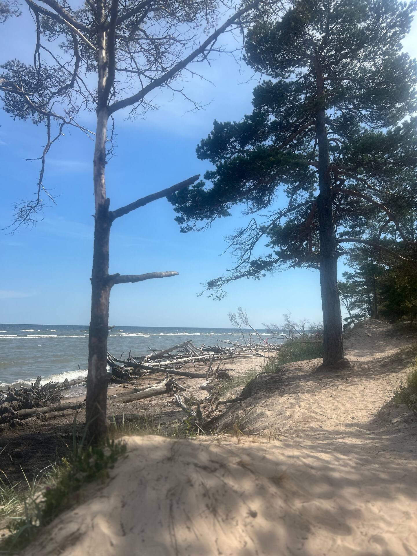 Hohe Kiefern am Rand eines Sandwegs zum Strand, dahinter Treibholz, heller Sand und das Meer.