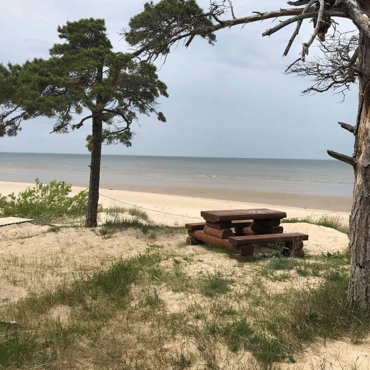 Holzbank mit Tisch unter Kiefern am Dünenrand, dahinter Strand und Meer.