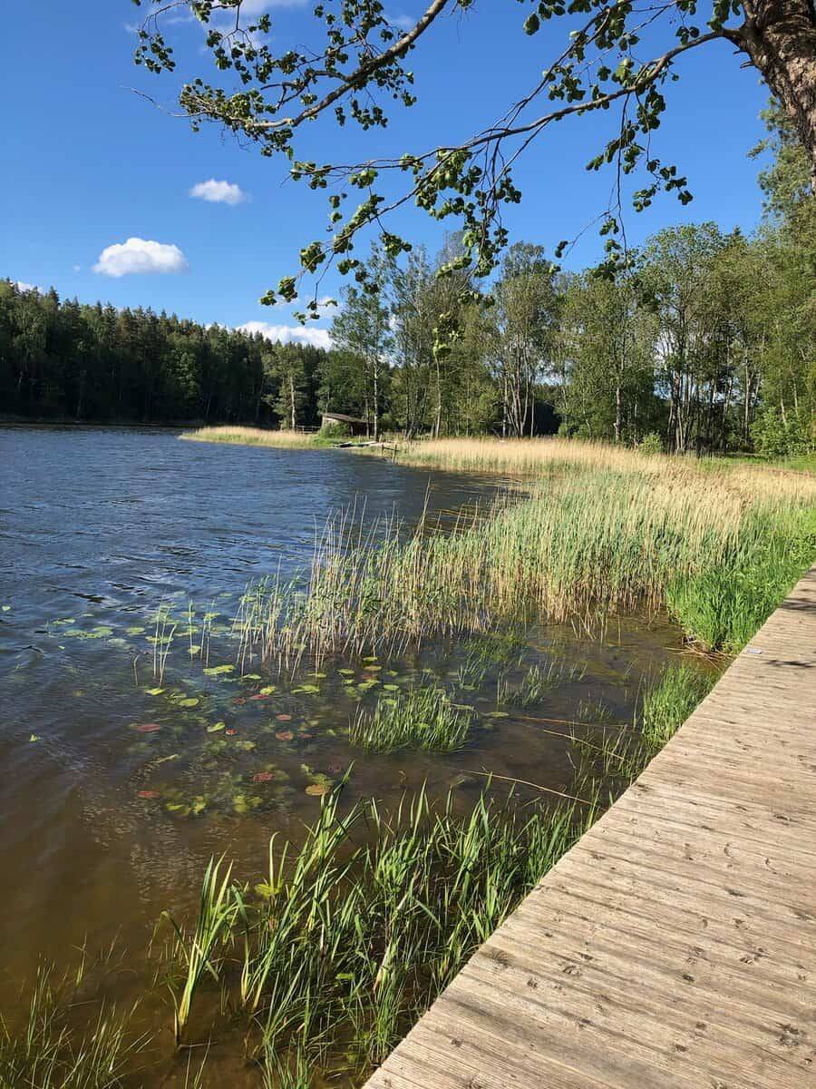 Bohlenweg aus Holz am Ufer eines Sees, im Wasser Seerosenblätter und Schilf, am gegenüberliegenden Ufer Wald.