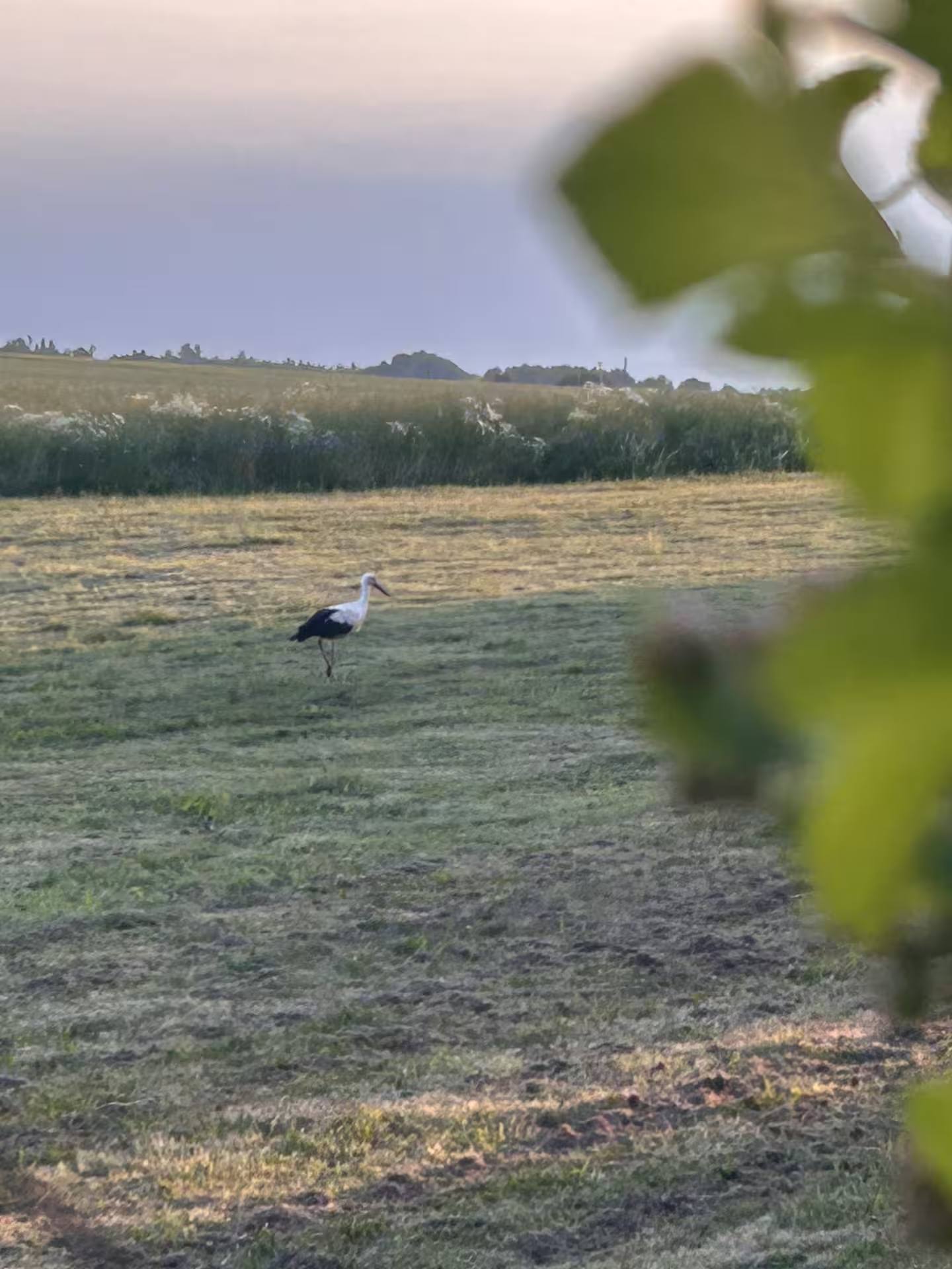 Weißstorch auf der abgemähten Wiese hinter dem Haus, im Vordergrund unscharfe Blätter.