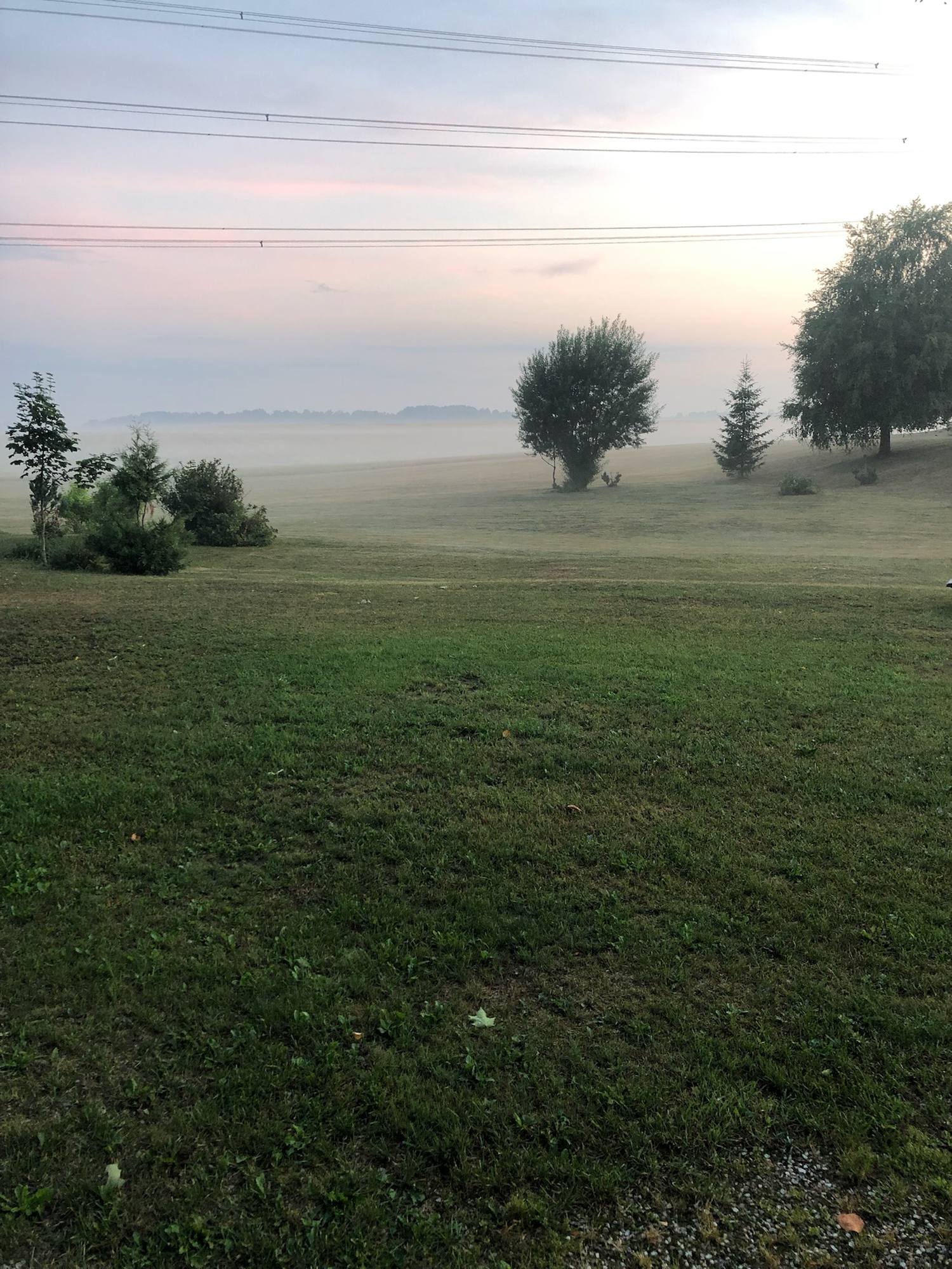 Wiese im Morgennebel, einzelne Bäume zeichnen sich als Silhouetten gegen den hellen Himmel ab.